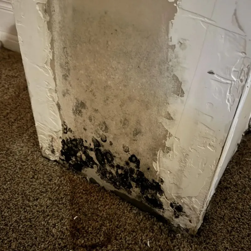 Professional Mold Removal in Shiawassee County, MI